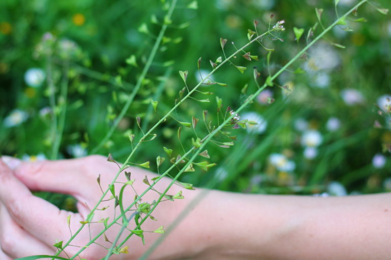 Troubles de la menstruation: 10 plantes de la féminité à connaître (Partie 1)