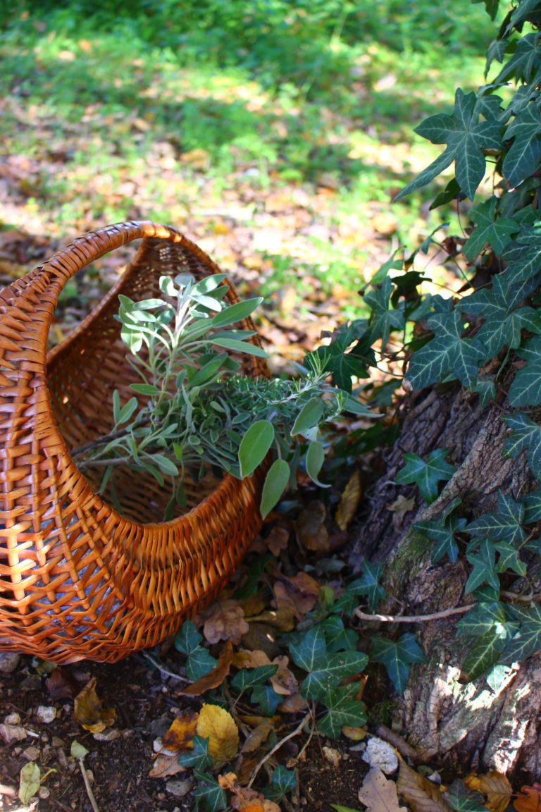 Cueillette de Plantes médicinales: Avant de partir pour le terrain…