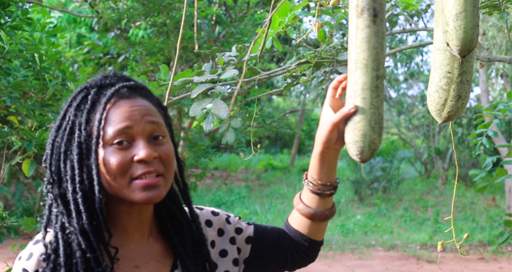 Kigelia Africana Propriétés 1024x545