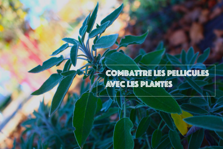 6 Plantes Anti-Pelliculaires à découvrir absolument!