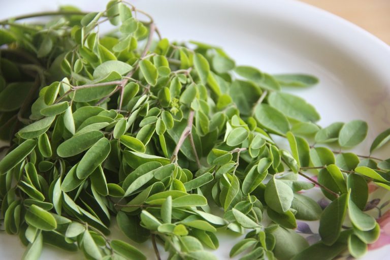 Moringa oleifera, ses atouts incontournables en beauté