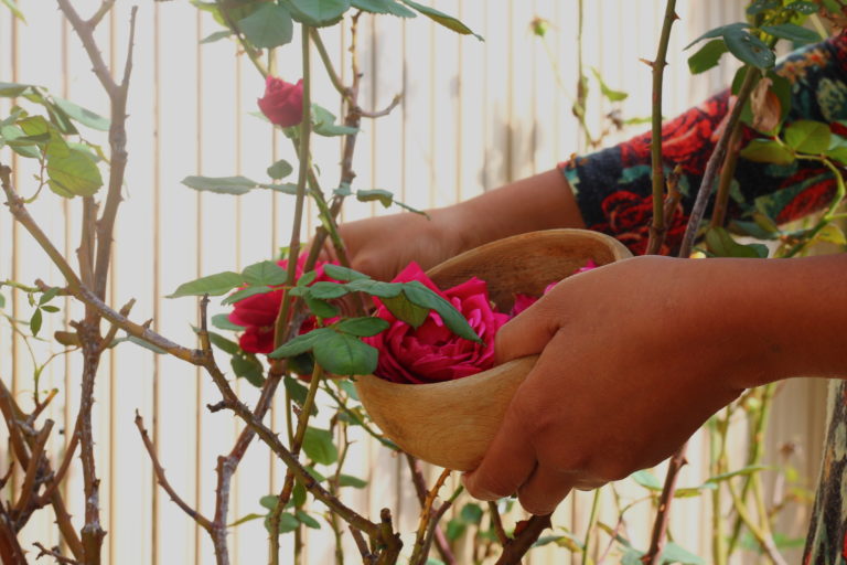 Cultiver l’Amour de Soi avec la Rose