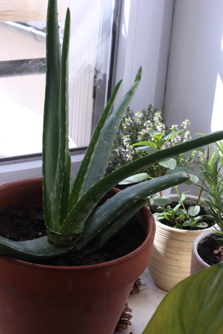 Faire pousser l’Aloe vera au balcon (ou ailleurs!)