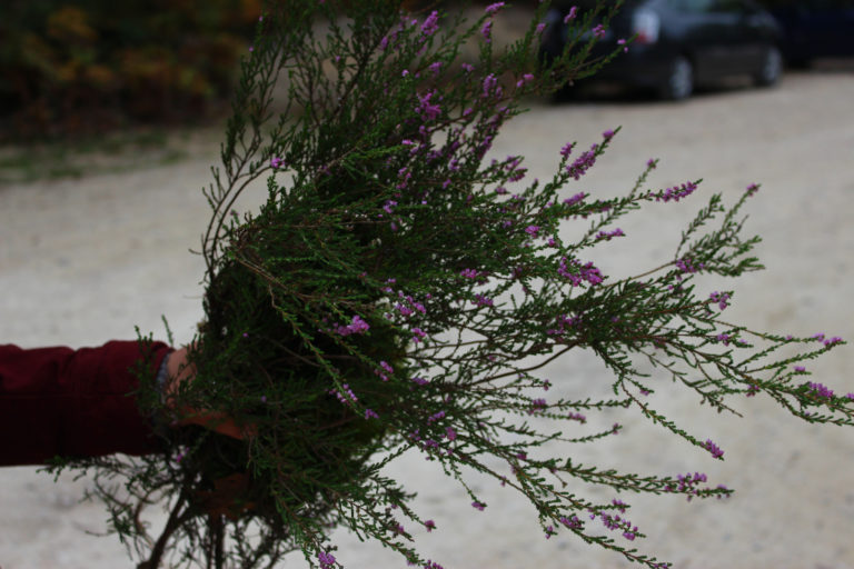 La Bruyère commune, Calluna vulgaris