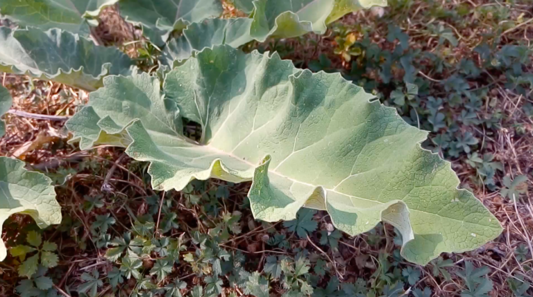 La Bardane, une plante detox pour une belle peau