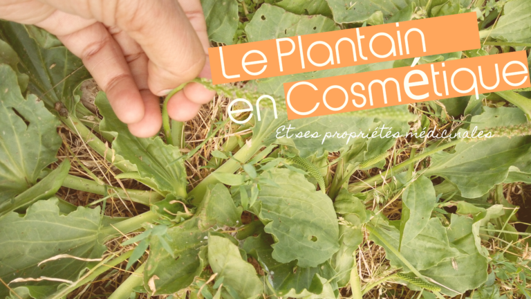 Le Plantain lancéolé et le Grand Plantain: Bienfaits et Usages en cosmétique