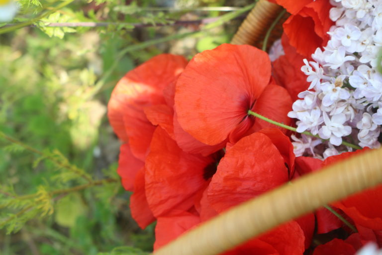 Lotion tonique au Coquelicot