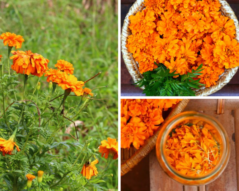 Oeillet d’Inde: Fleur parfumée aux mille bienfaits