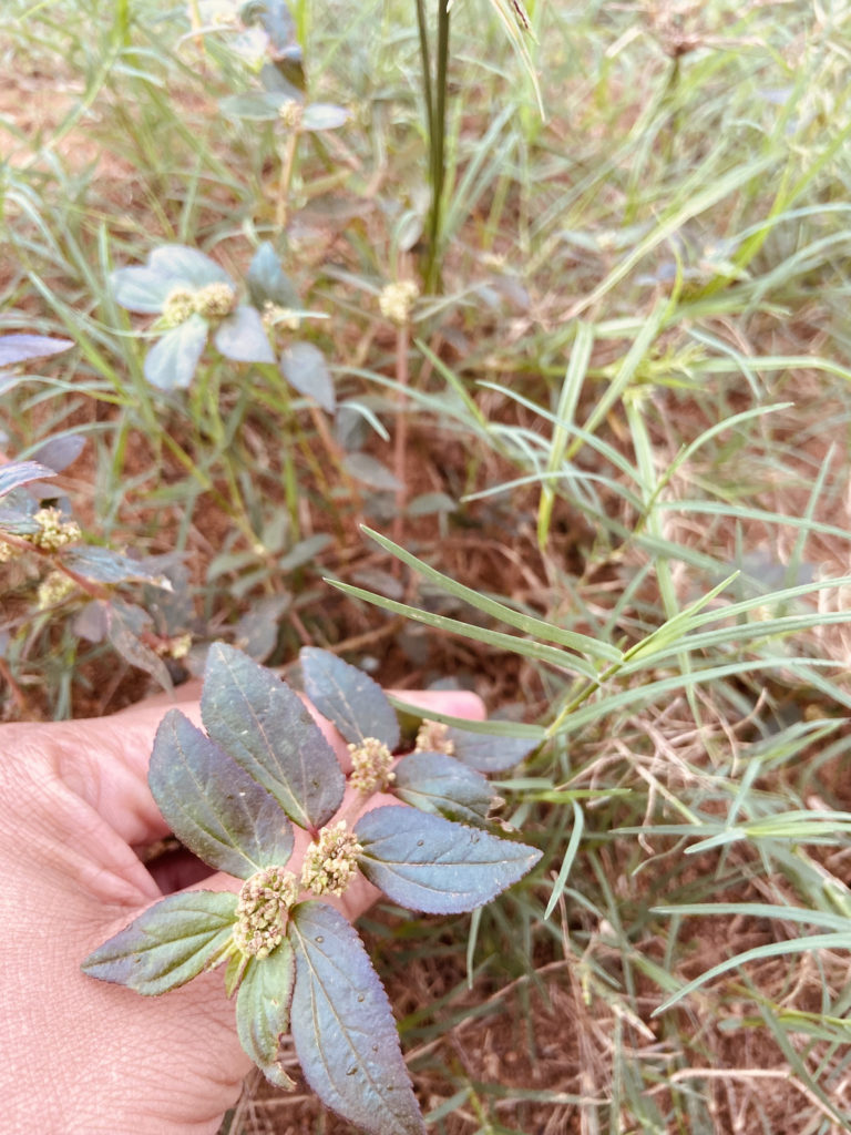 Euphorbia hirta, une grande médicinale sous vos pieds