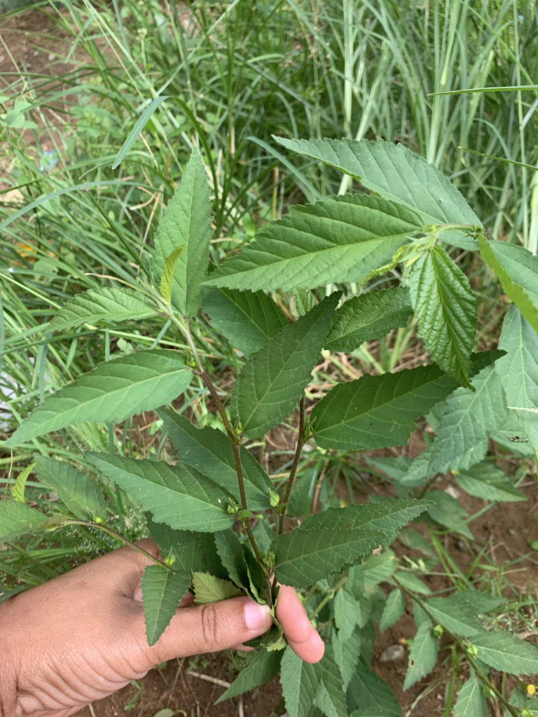 Sida rhombifolia, une adventice plante ancestrale de la beauté