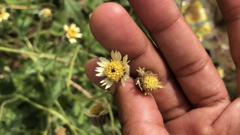 Tridax procumbens, une adventice qui a tant à nous offrir…