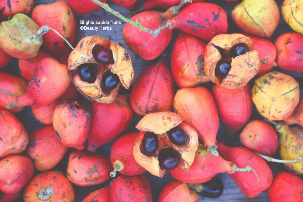 Ackee Fruits 1024x683