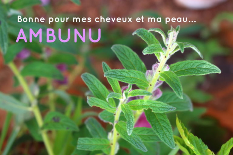 Ambunu, une plante pour la beauté des cheveux mais pas que!