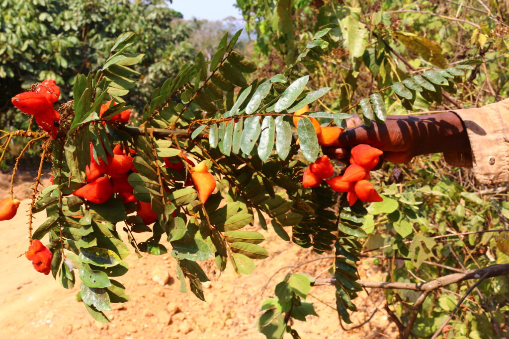 Cnestis Ferruginea 1024x683