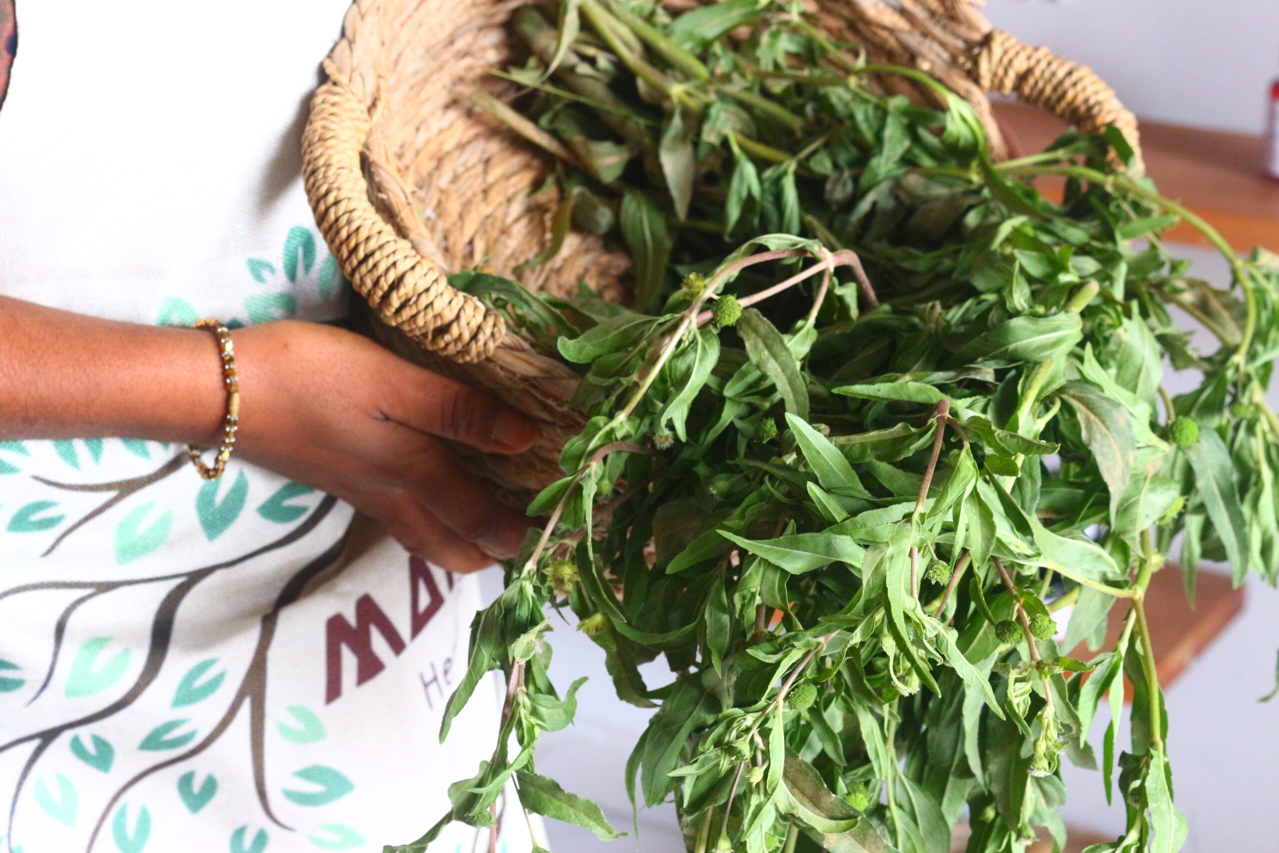 Eclipta Alba Cote Divoire Scaled