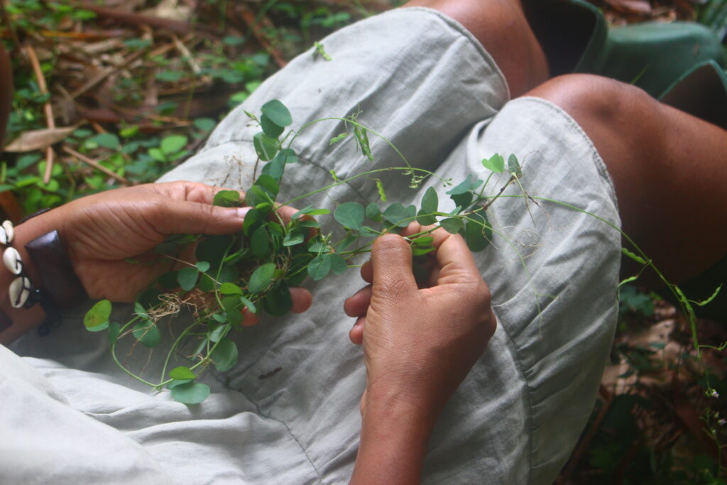 Desmodium 1 1024x683