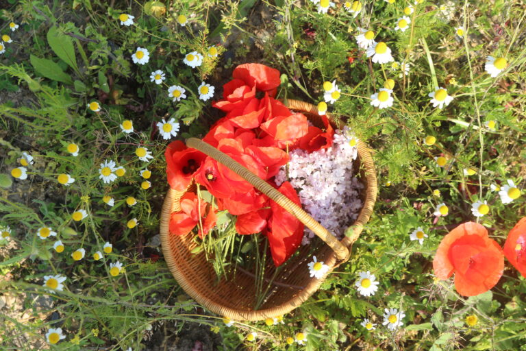 Ma Beauté par les Plantes