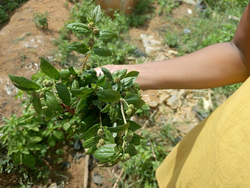 Euphorbia Hirta 1024x768