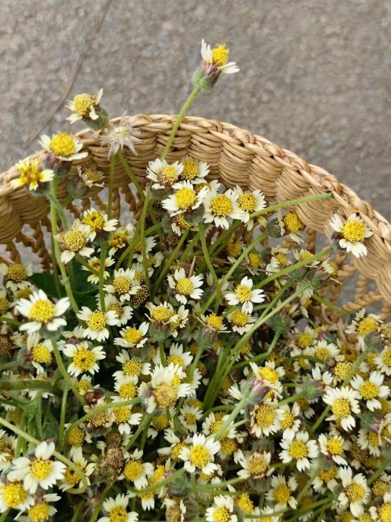 Fleurs De Tridax Procumbens ABH