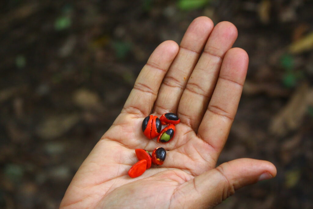 Trichilia Emetica Seeds 1024x683