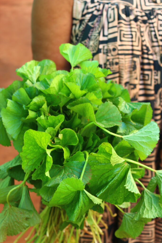 Centella Asiatica Cameroun 683x1024