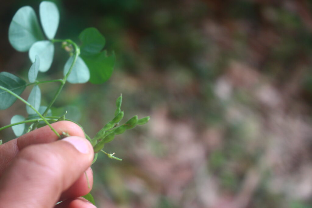 Desmodium Afrique 1024x683