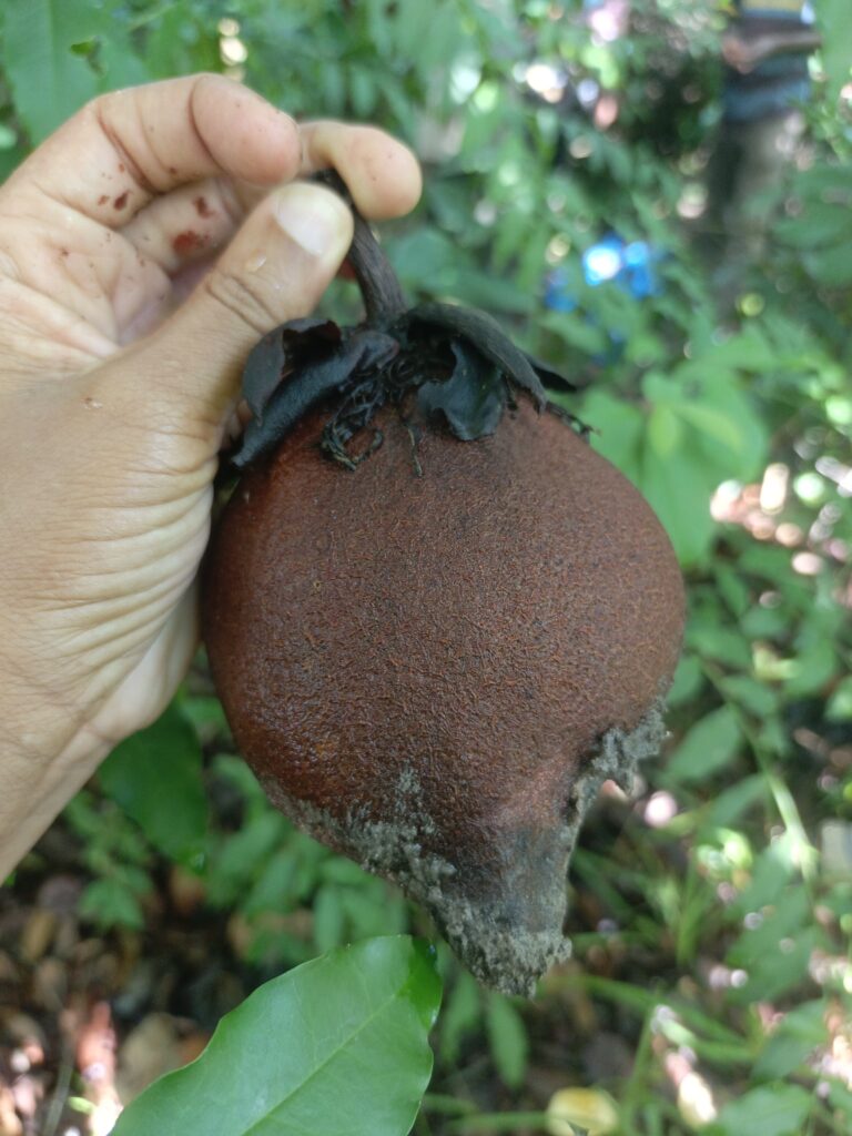 Fruit Du Kpangnan 768x1024