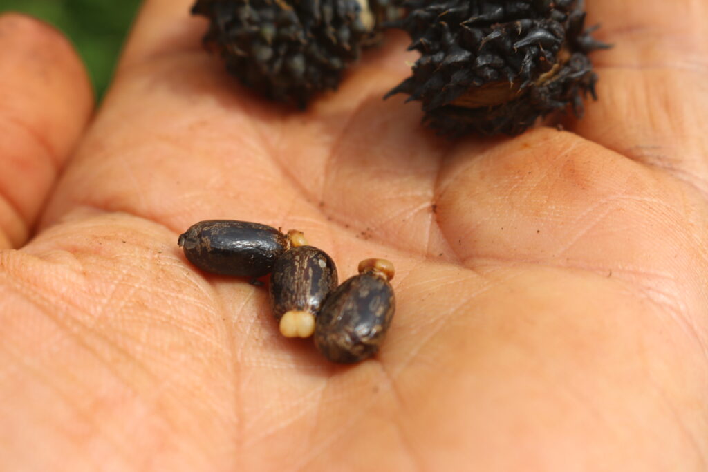 Graine De Ricinus Communis 1024x683