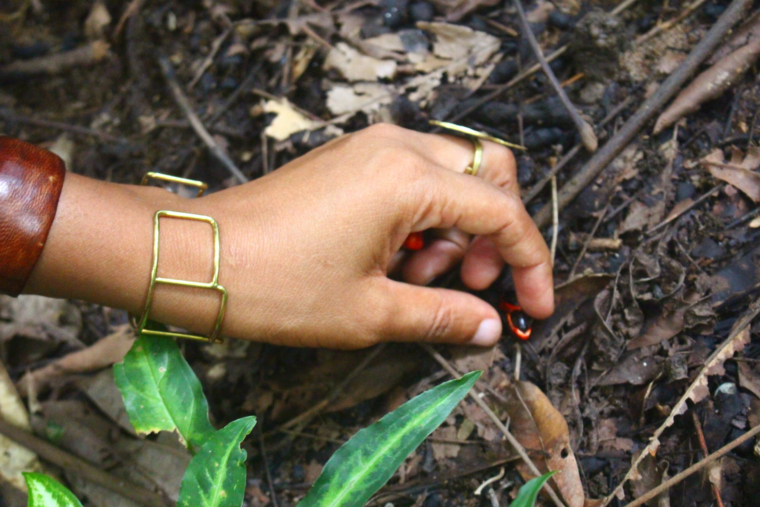 Entreprendre dans les plantes médicinales de la beauté Graines Trichilia Scaled