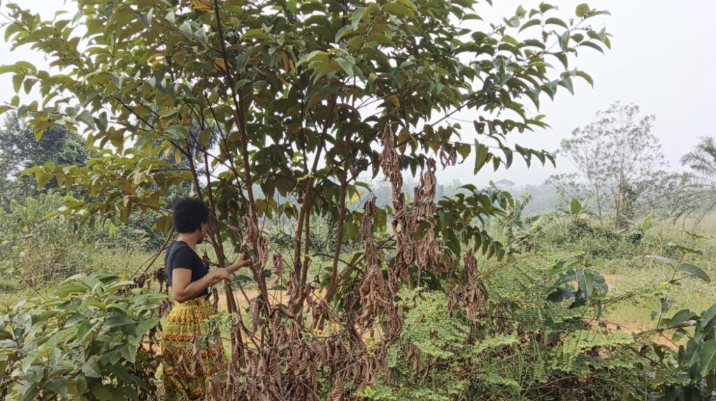 Harungana African Beauty Herbs 1024x574