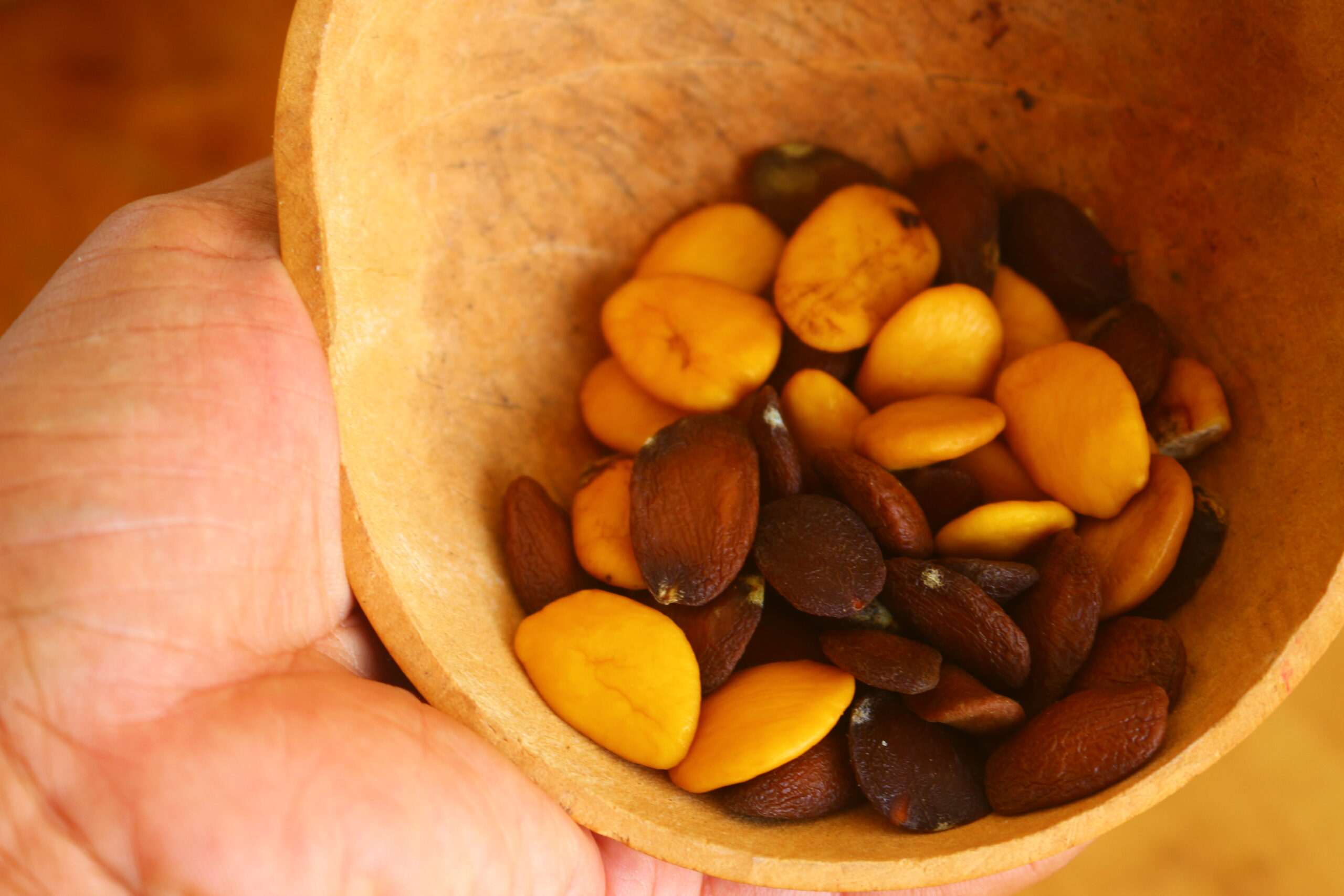 Entreprendre dans les plantes médicinales de la beauté Akauamma Graines Scaled