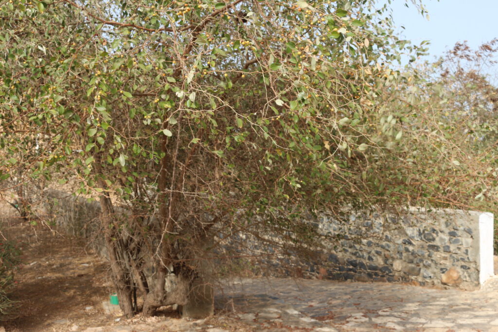 Jujubier Ile De Goree 1024x683