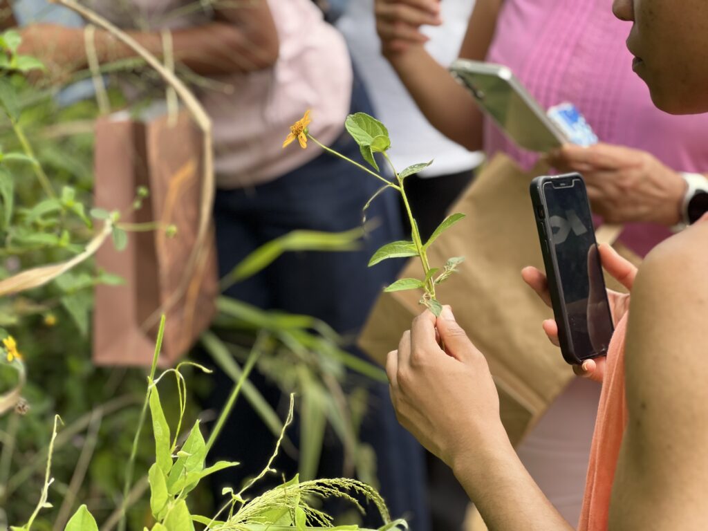 Balades botaniques aspilia