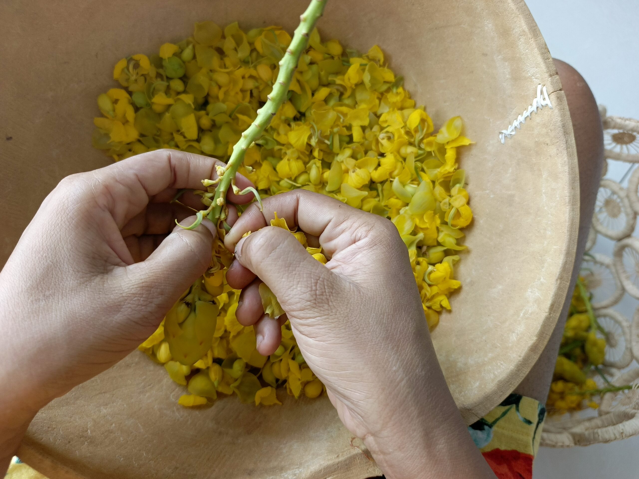Entreprendre dans les plantes médicinales de la beauté Dartrier Fleurs Scaled
