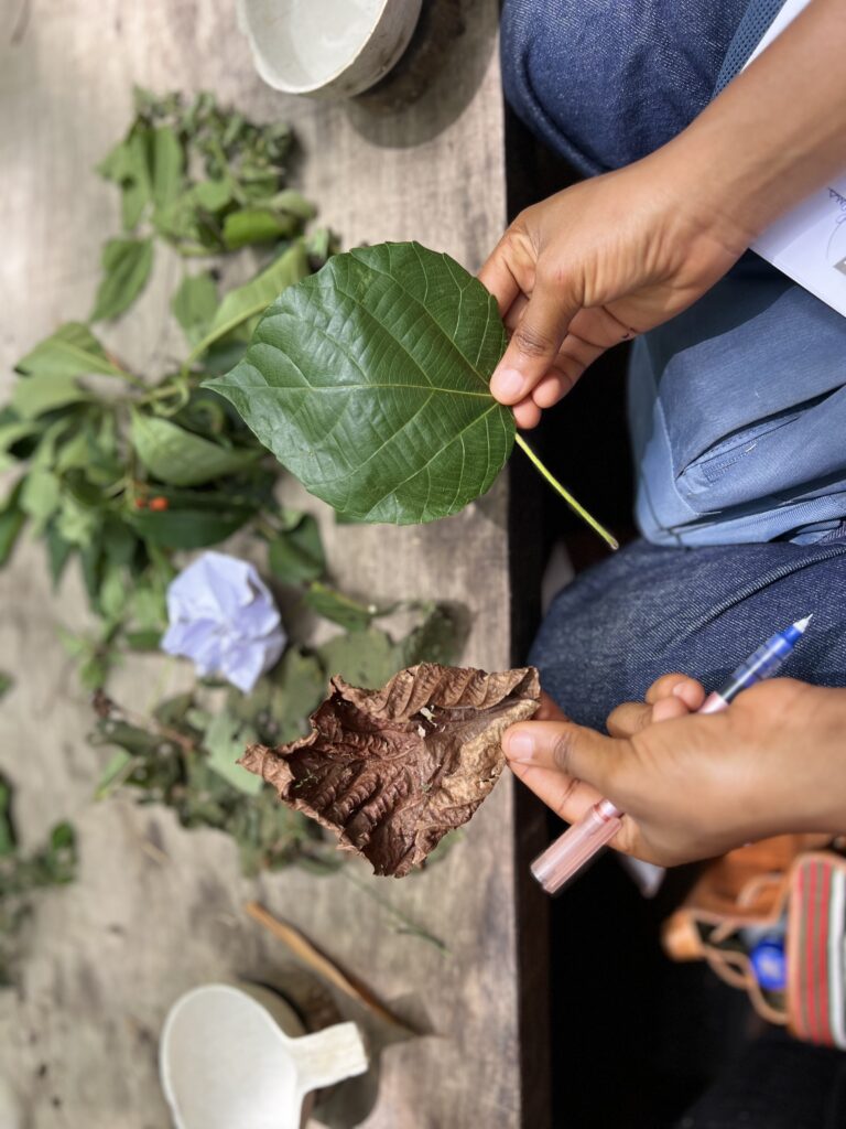 Balades botaniques djeka