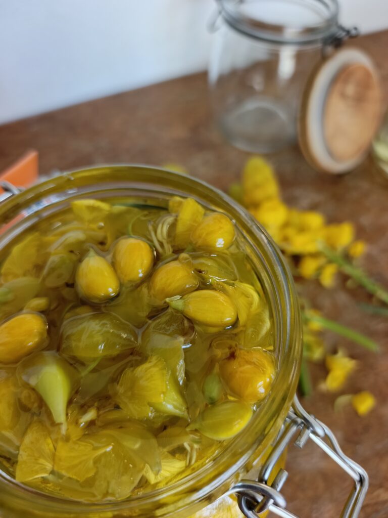 Macérat huileux de fleurs fraîches de Dartrier 