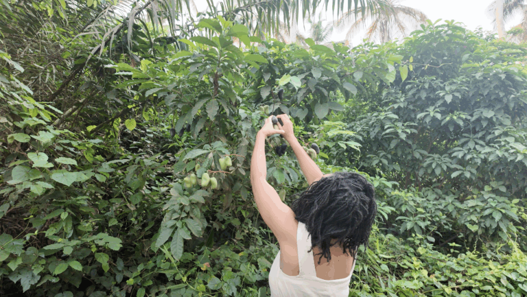 Accueil comment utiliser la graine de griffonia?