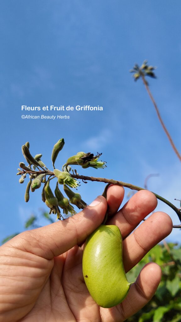 Comment utiliser la graine de Griffonia? default