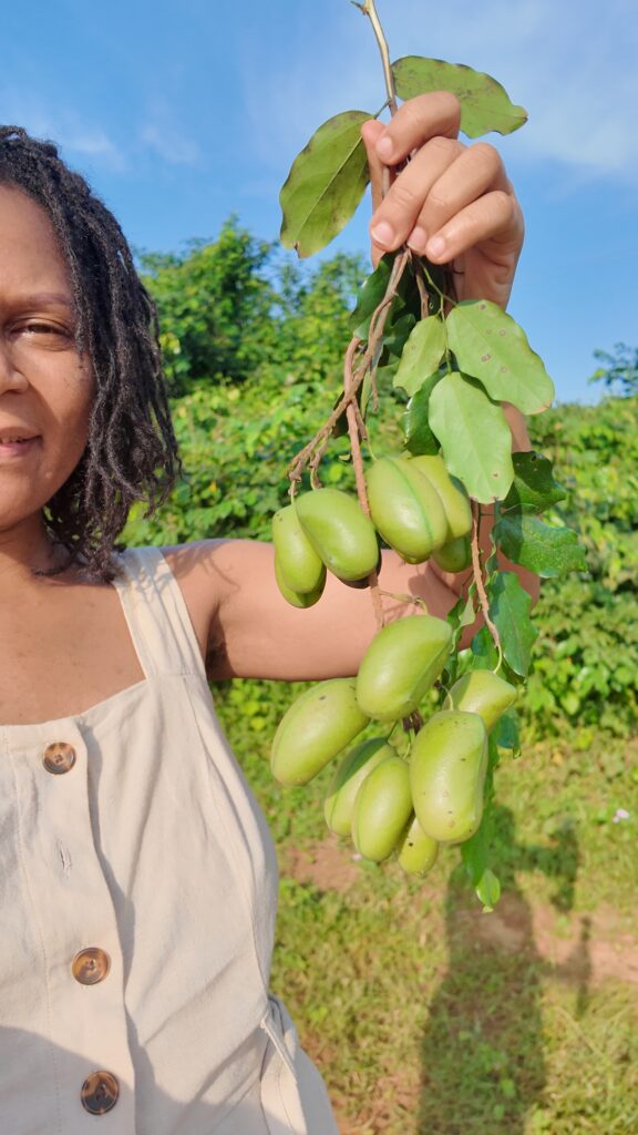 Comment utiliser la graine de Griffonia? default