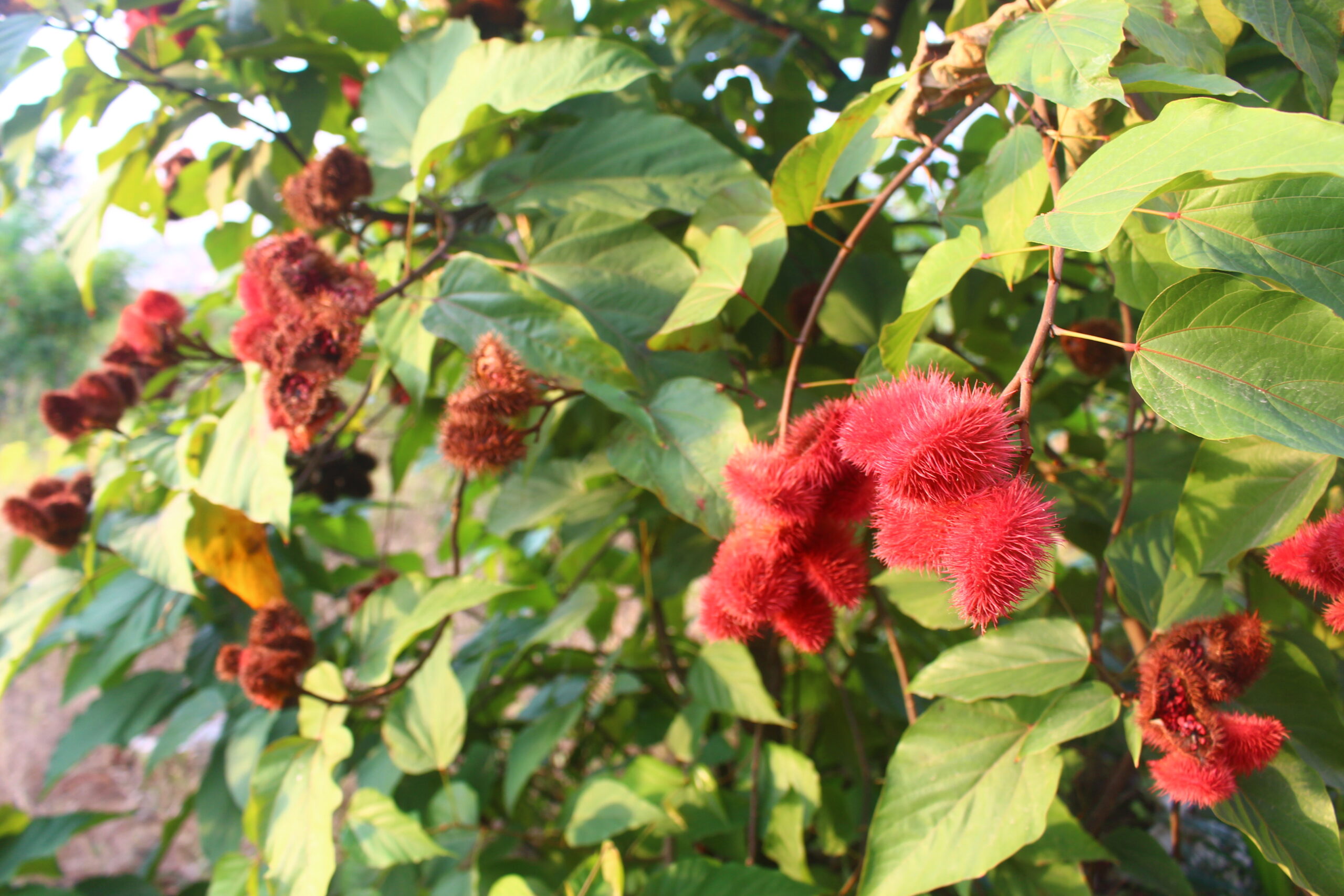 Entreprendre dans les plantes médicinales de la beauté roucou au jardin