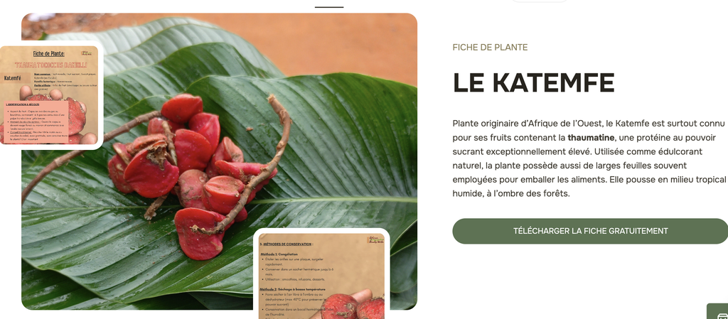 katemfé fiche